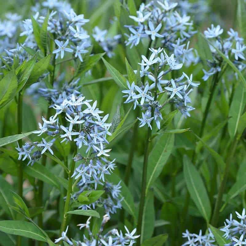 Ice Blue