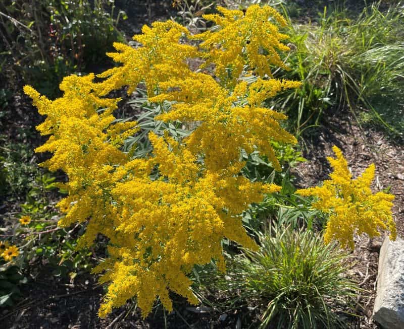 Goldenrod (Solidago spp.)