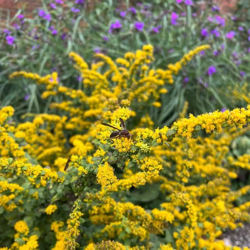 Goldenrod (Solidago spp.)