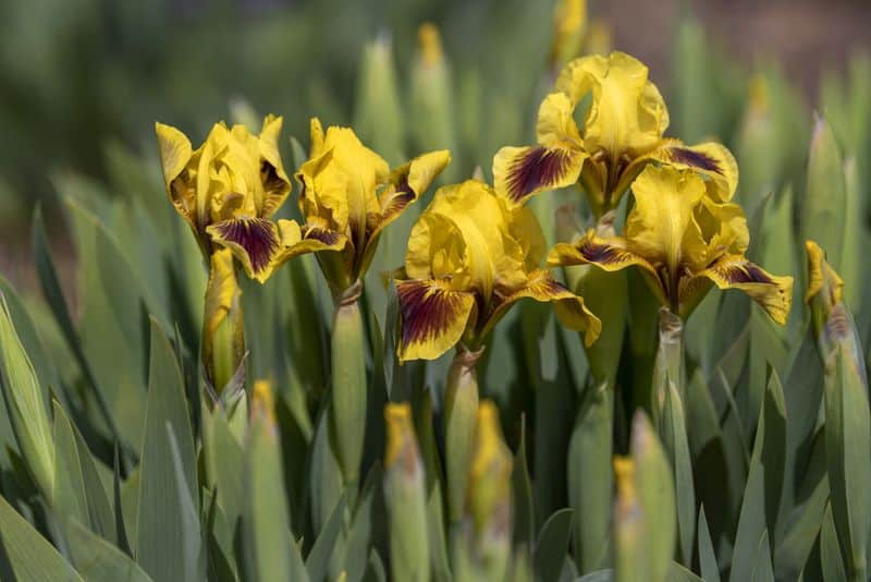 Yellow Iris