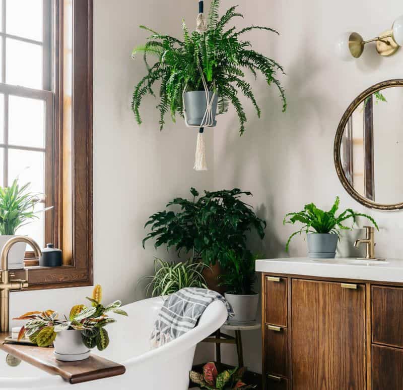 Greenery and Plants