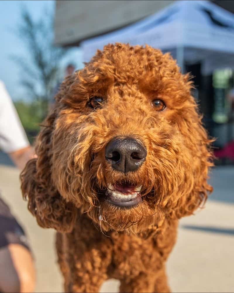 Groom Pets Outdoors When Possible