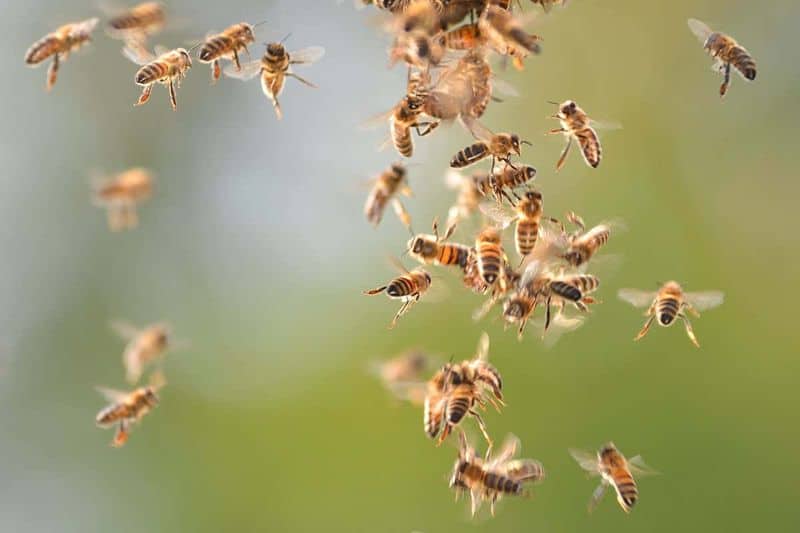 Handling Swarms