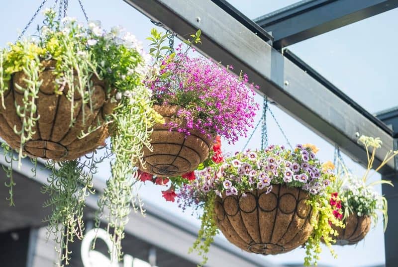 Hanging Baskets
