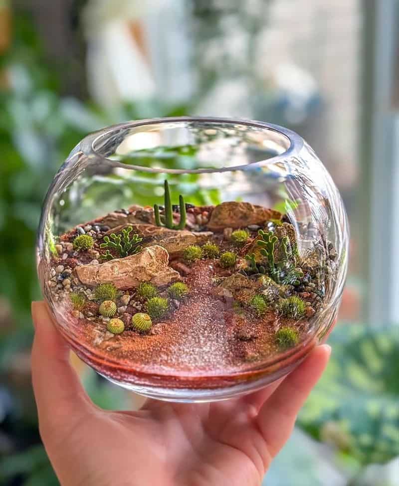 Terrariums