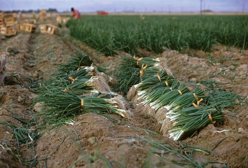 Practice Crop Rotation