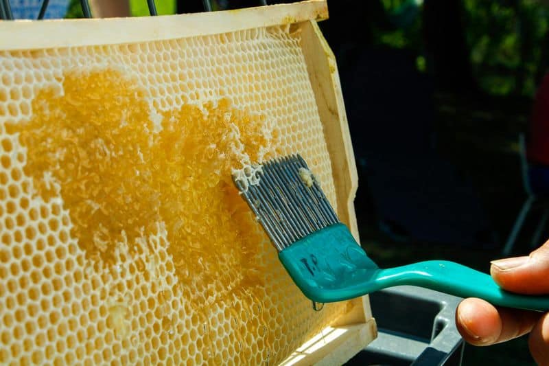 Harvesting Honey