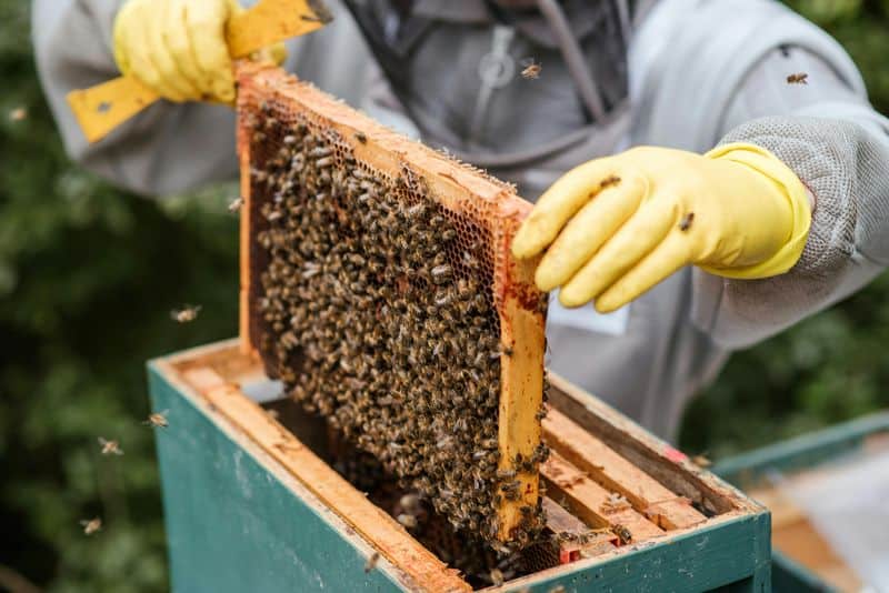 Healthy Hive Management