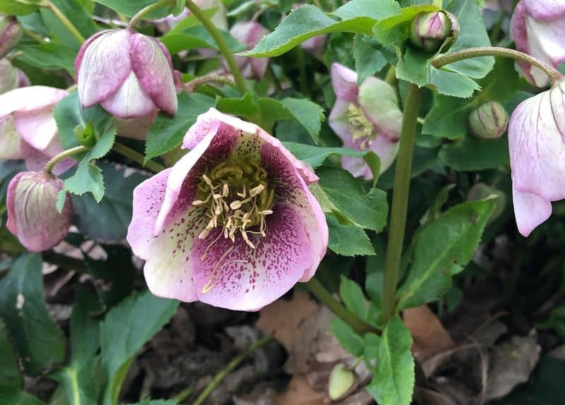 Hellebore (Helleborus spp.)