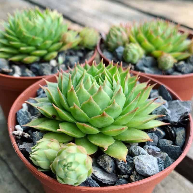 Hen and Chicks (Sempervivum tectorum)