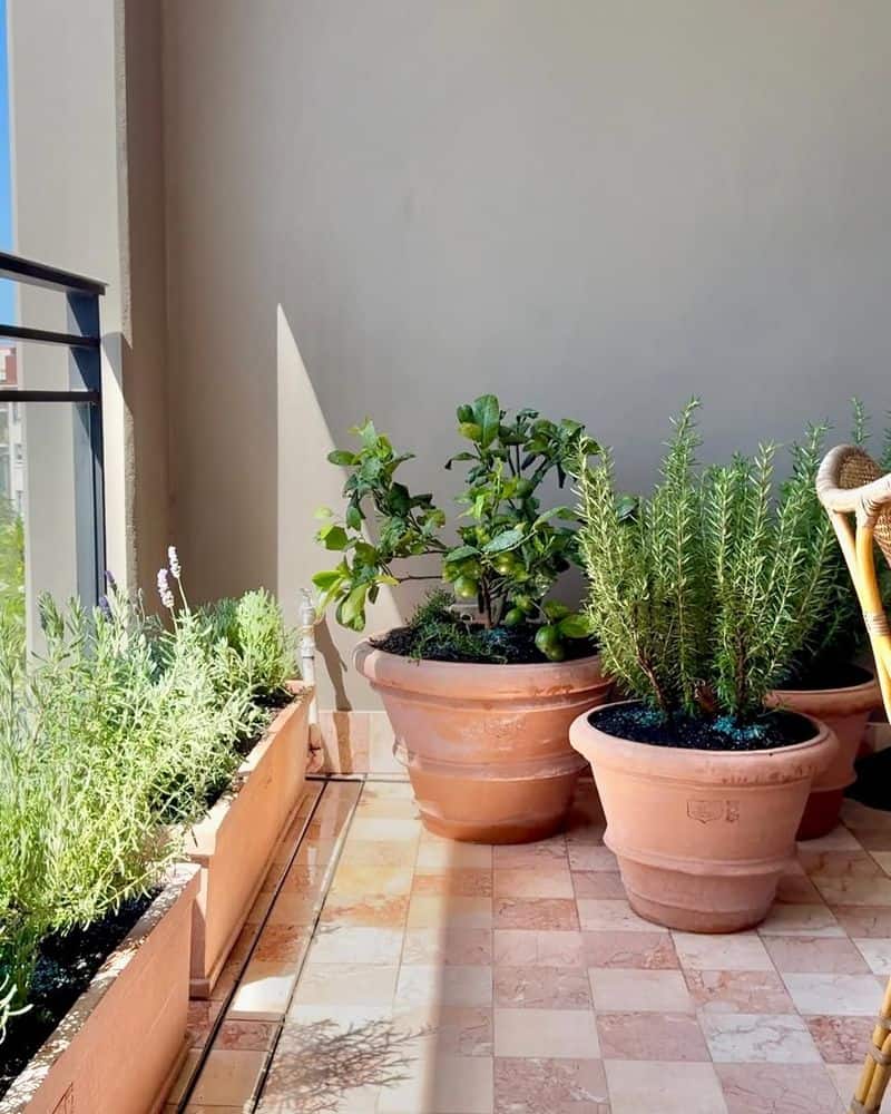 Herb Garden or Potted Plants