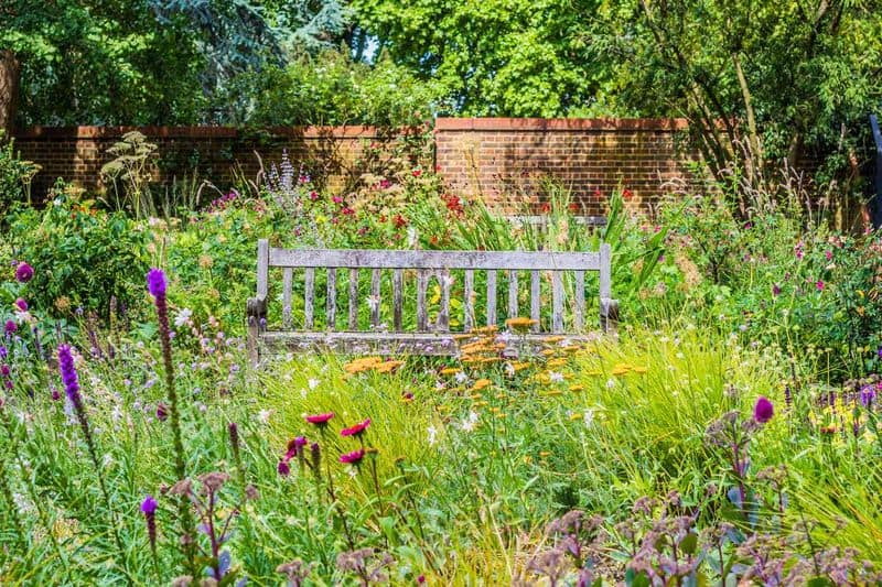 Wildflower Meadow