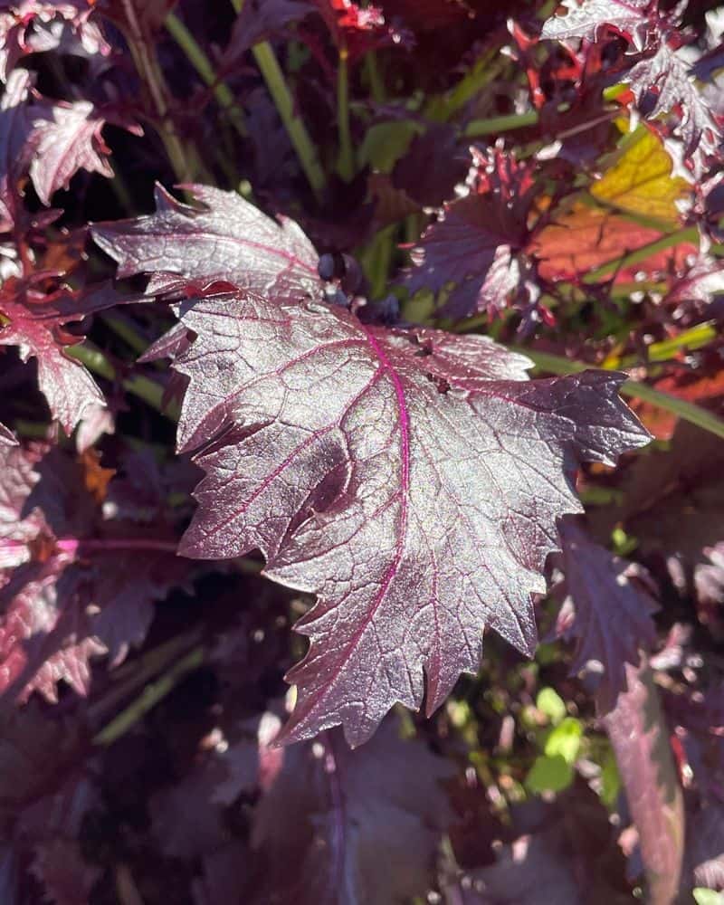 Heuchera 'Palace Purple' (Heuchera micrantha)
