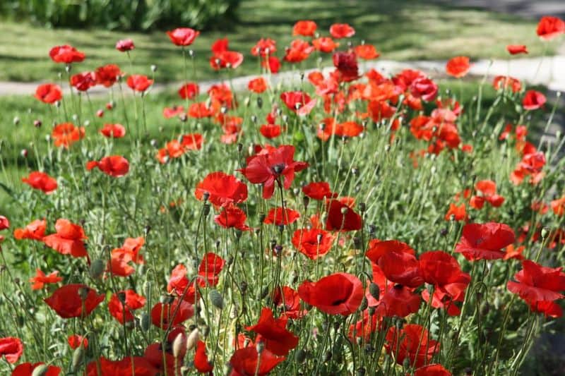 Poppy