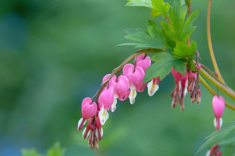Bleeding Heart