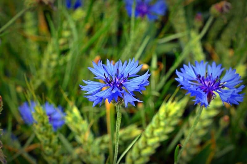 Cornflowers