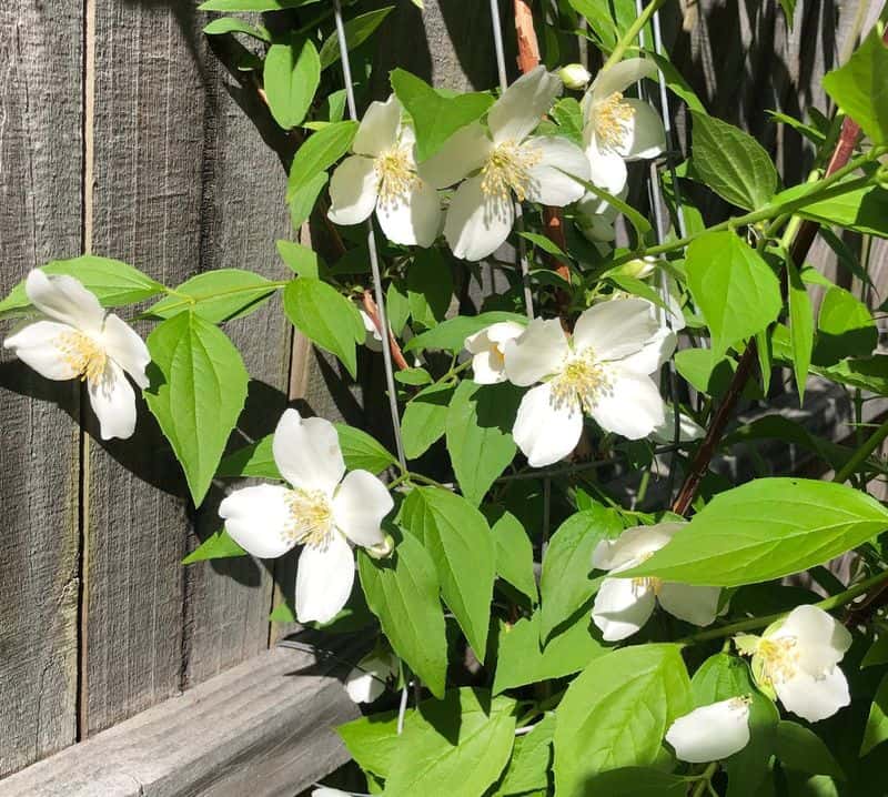 Philadelphus coronarius (Sweet Mock Orange)