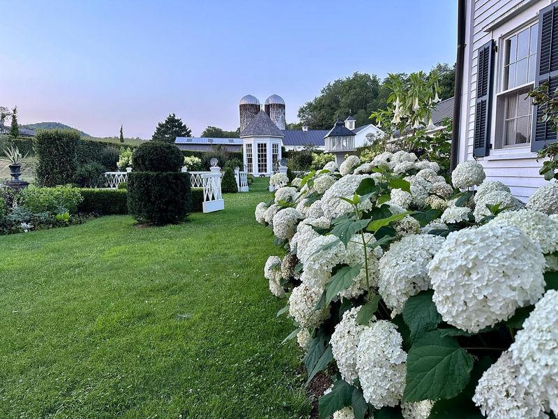 Hydrangea (Hydrangea spp.)