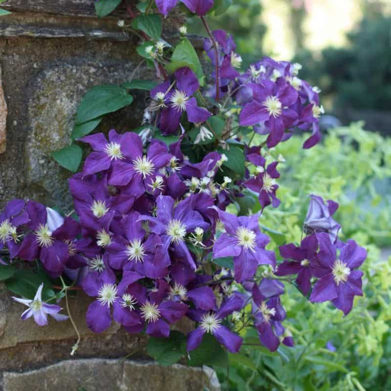 Clematis