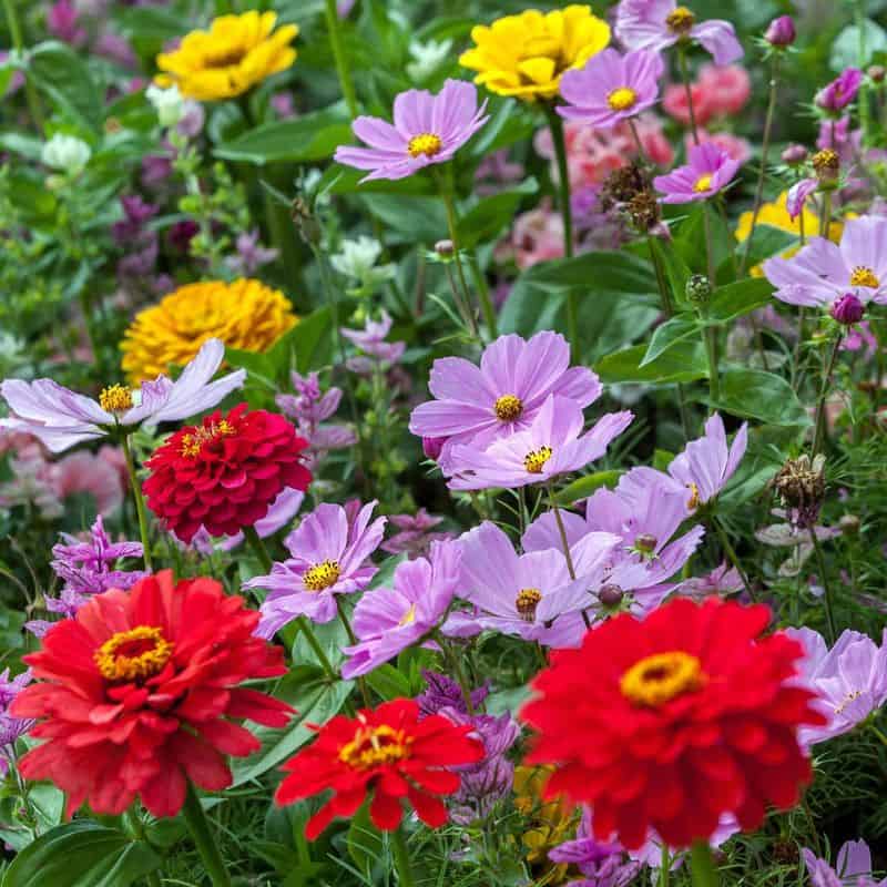 Zinnias and Cosmos