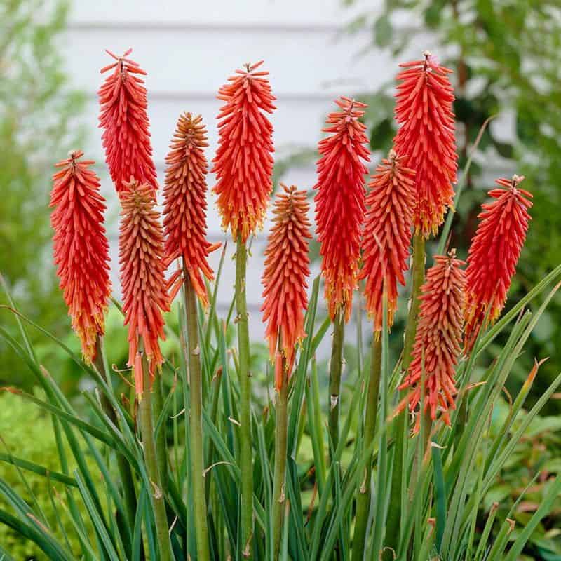 Coral Red