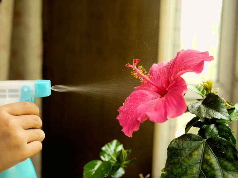Mindful Watering Techniques