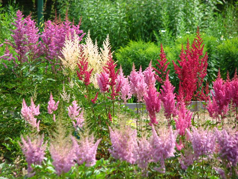 Choosing the Wrong Plants