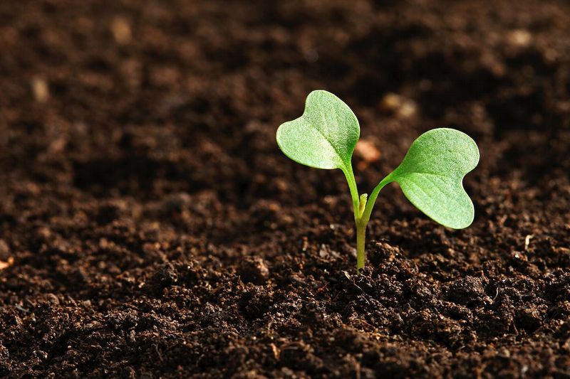 Poor Soil Management