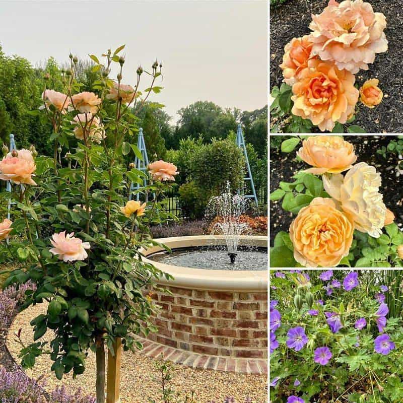 Incorporate Companion Plants