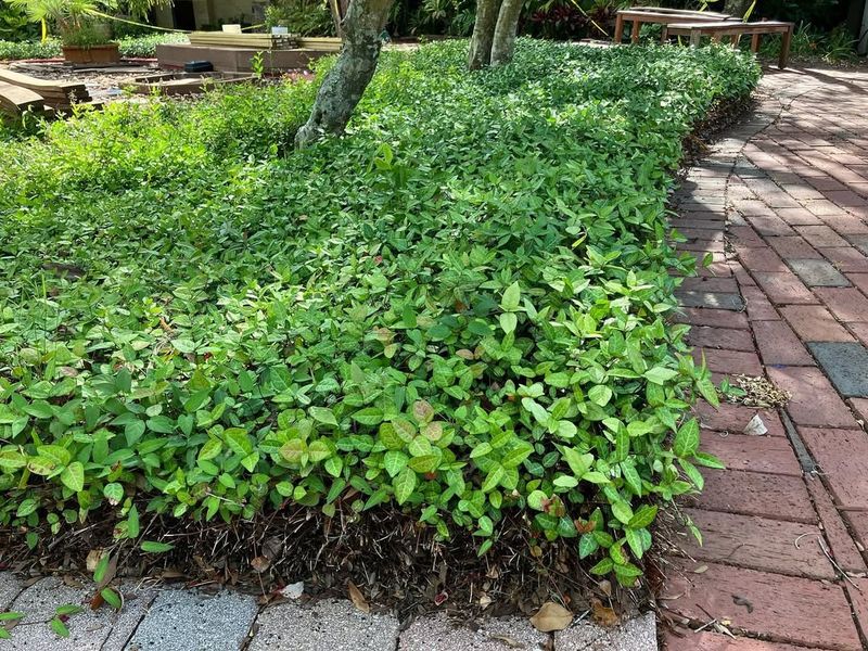 Incorporate Drought-Resistant Ground Covers
