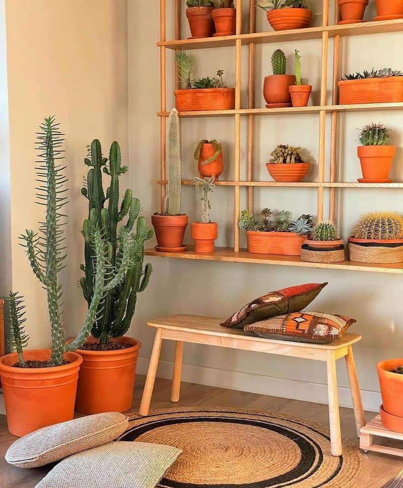 Indoor Plants in Terracotta Pots