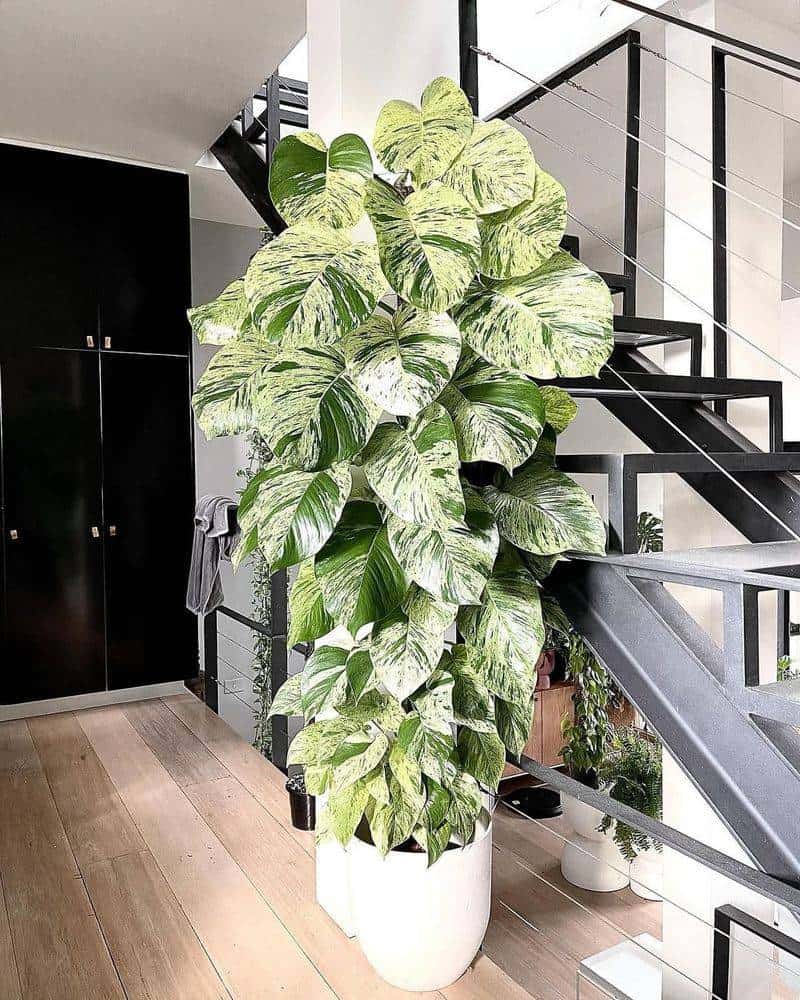 Indoor Plants