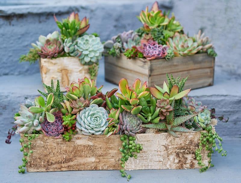 Succulent Arrangements