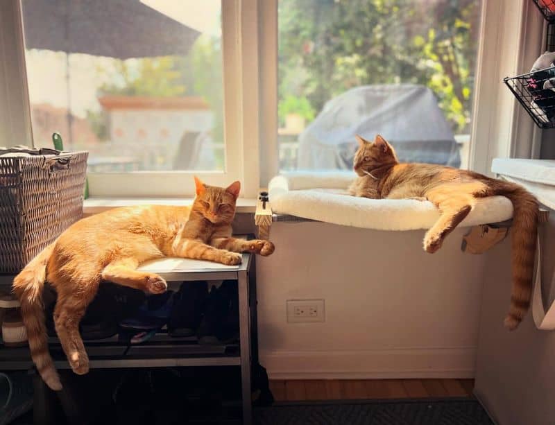 Cat Window Perch