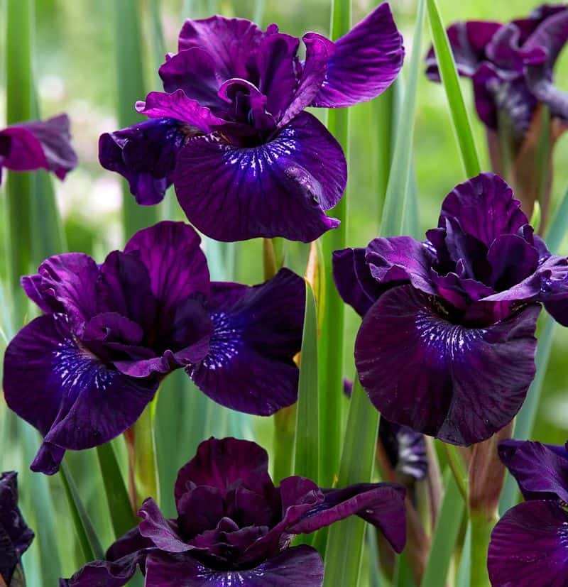 Iris 'Purplelicious' (Iris sibirica)
