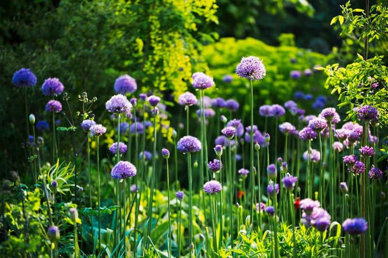 Allium