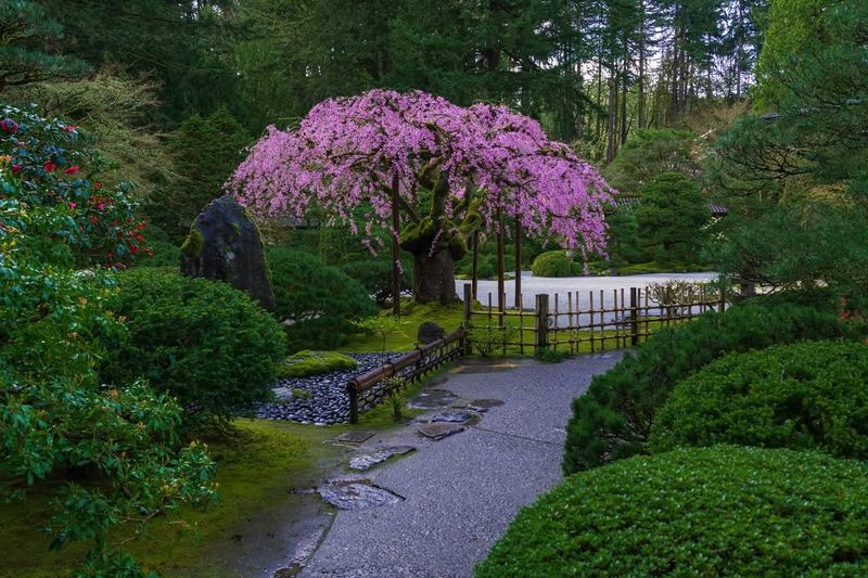 Cherry Blossom (Prunus serrulata)