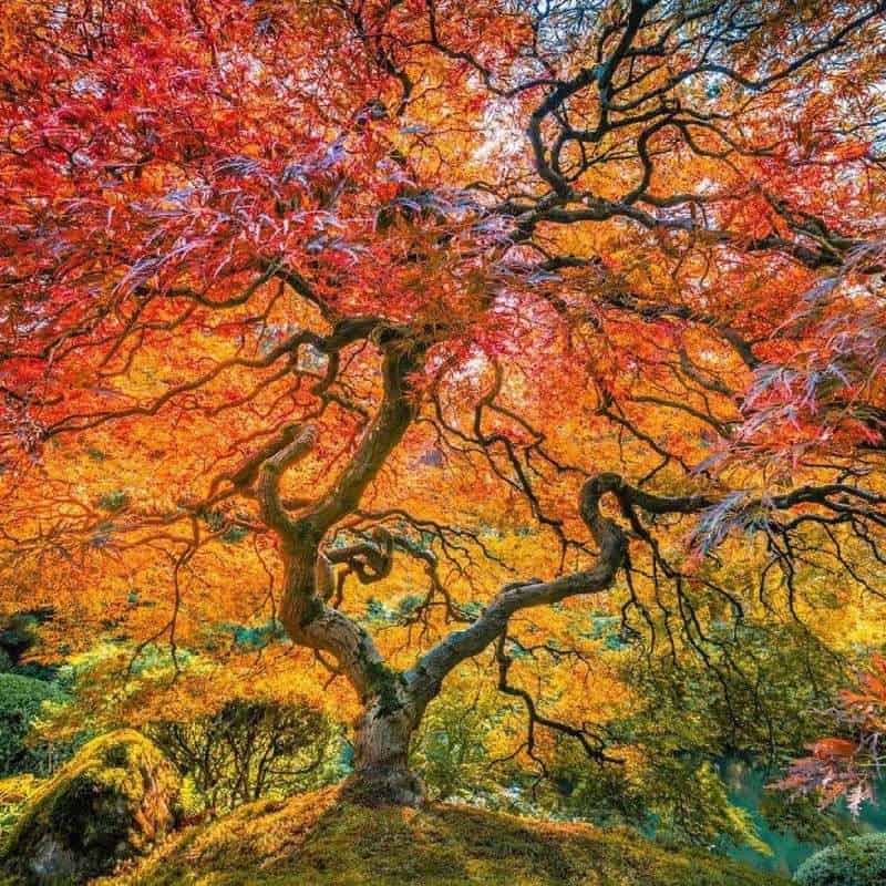 Japanese Maple (Acer palmatum)