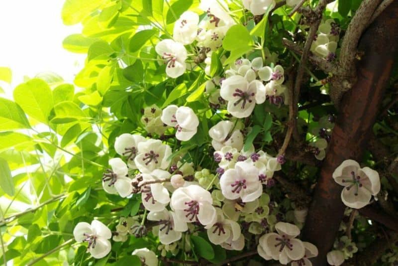 Chocolate Vine