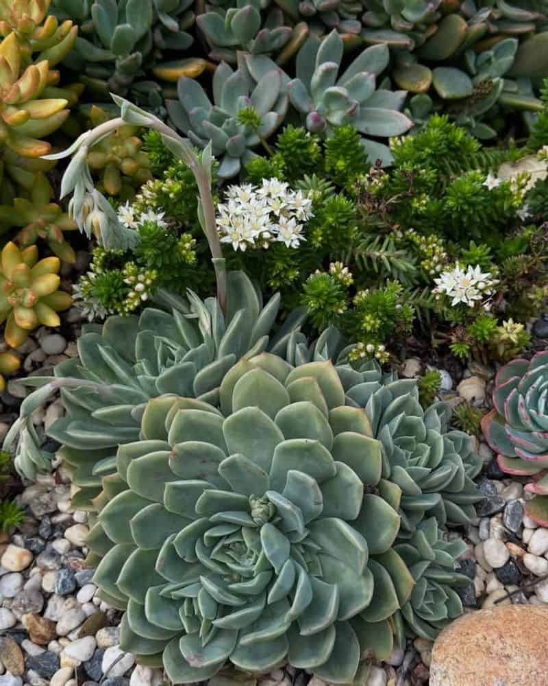 Keep Succulents Clean