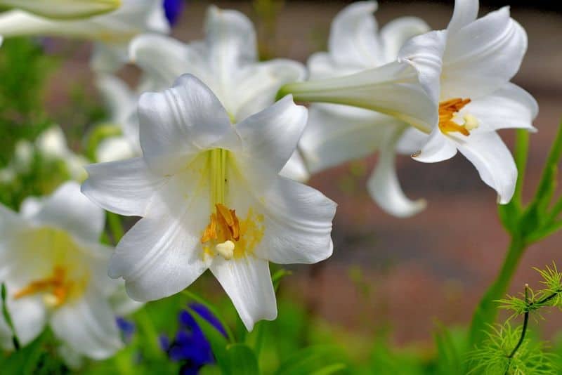 Longiflorum Lily
