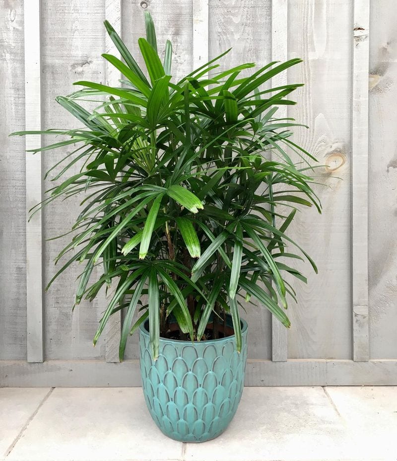 Lady Palm (Rhapis excelsa)