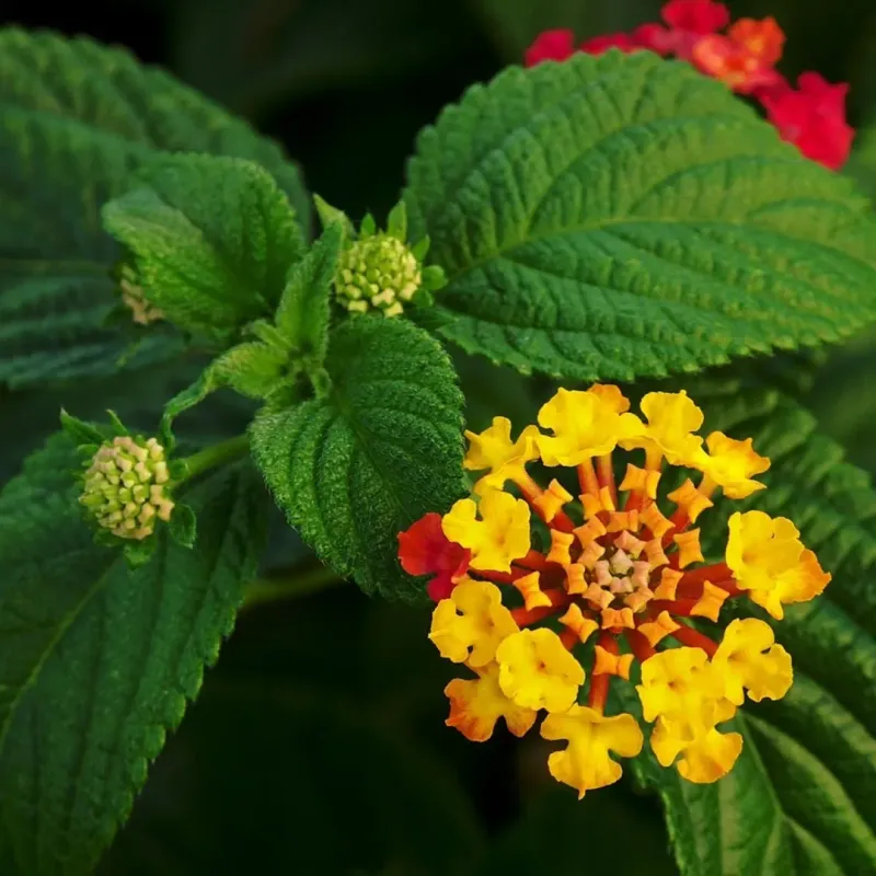 Lantana (Lantana camara)