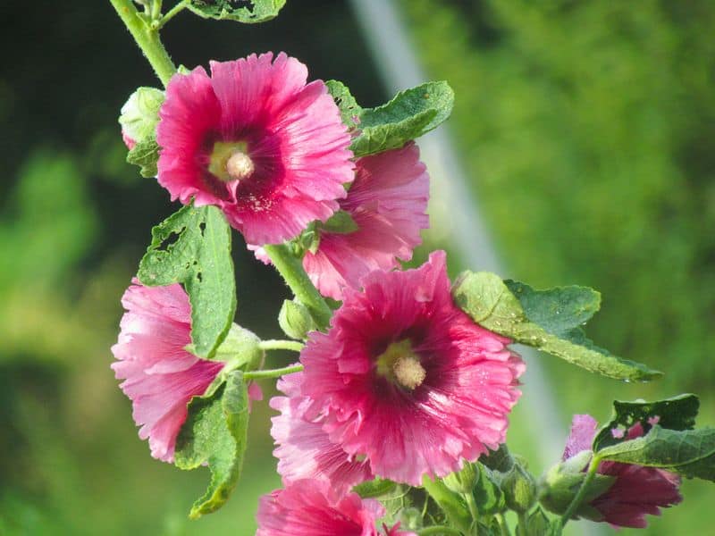 Hollyhocks