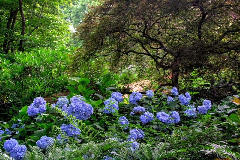 Hydrangea