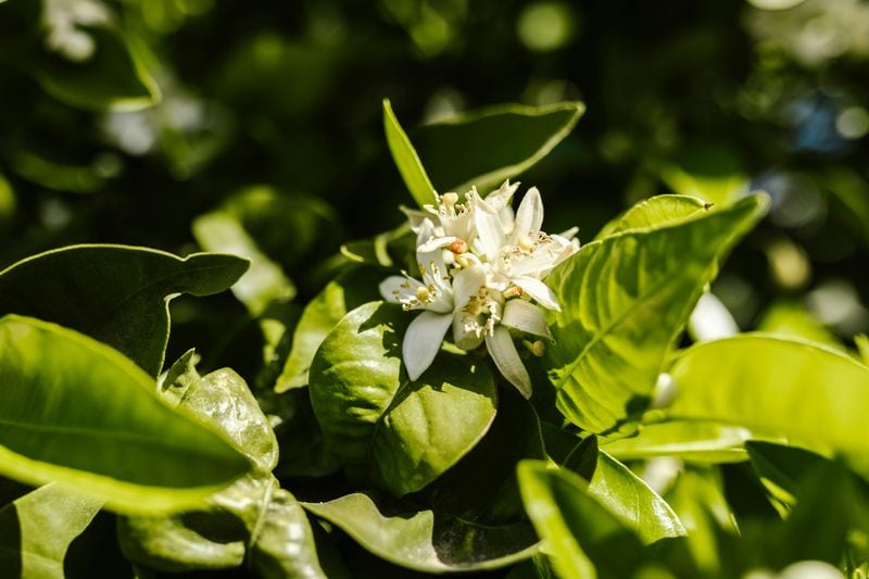Jasmine