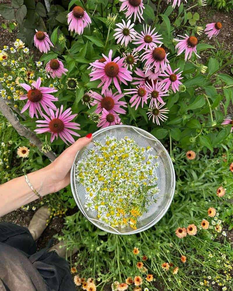 Chamomile