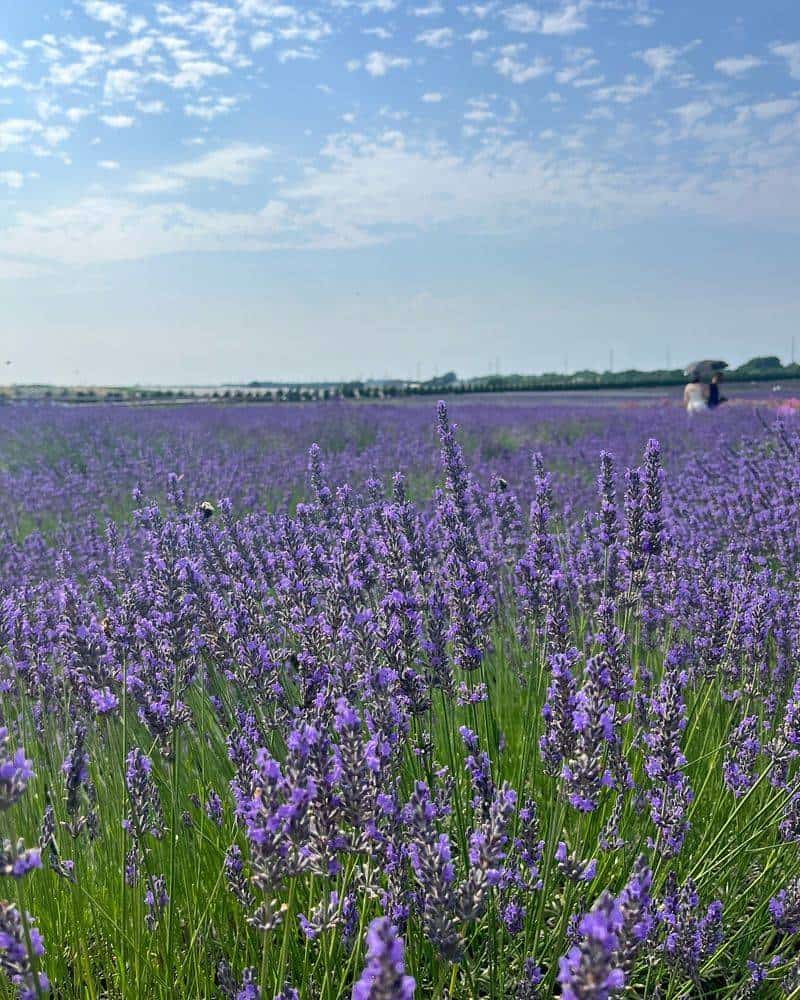 Lavender