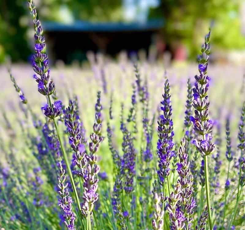 Lavender (Lavandula spp.)