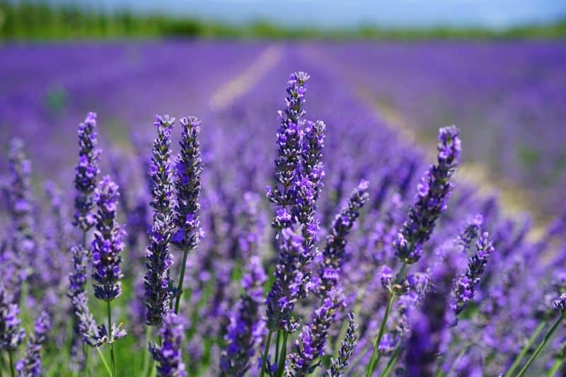 Lavender Sachets
